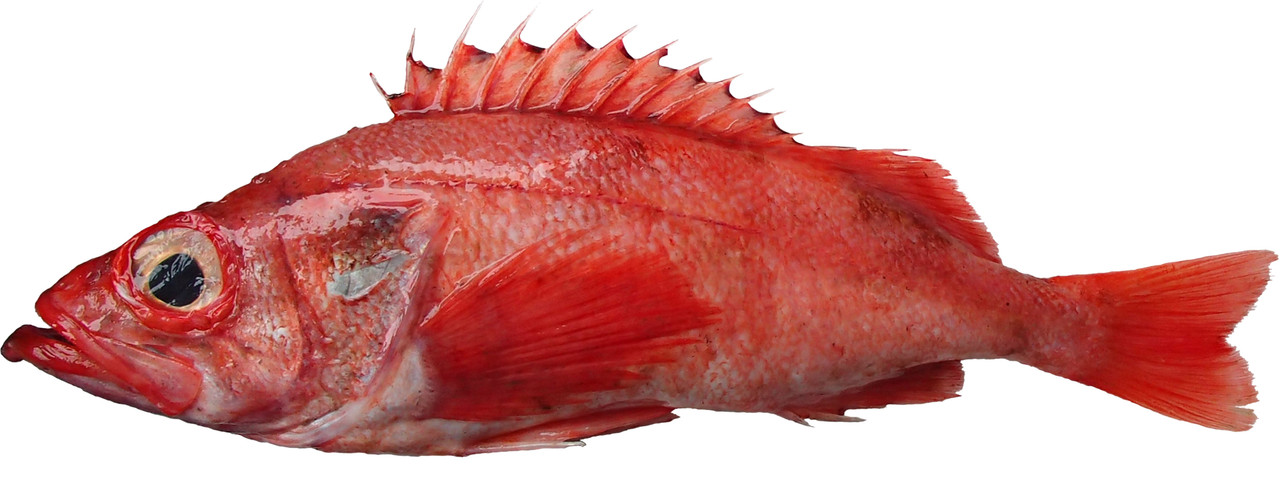 Pacific-Ocean-Perch