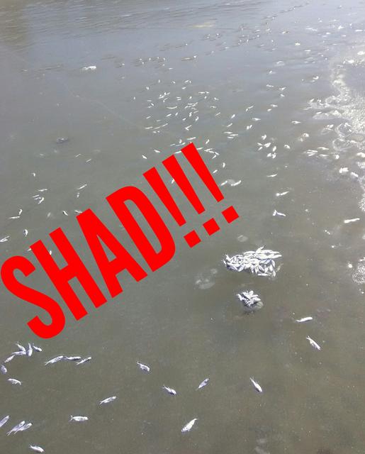 aviary-image-1517608627193