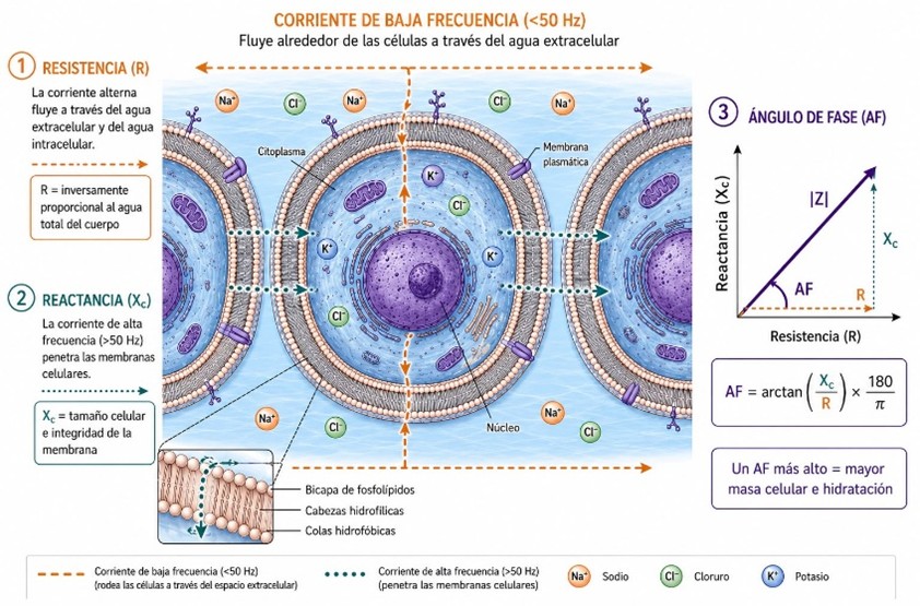 Figura 1. Parámetros medidos mediante la BIA