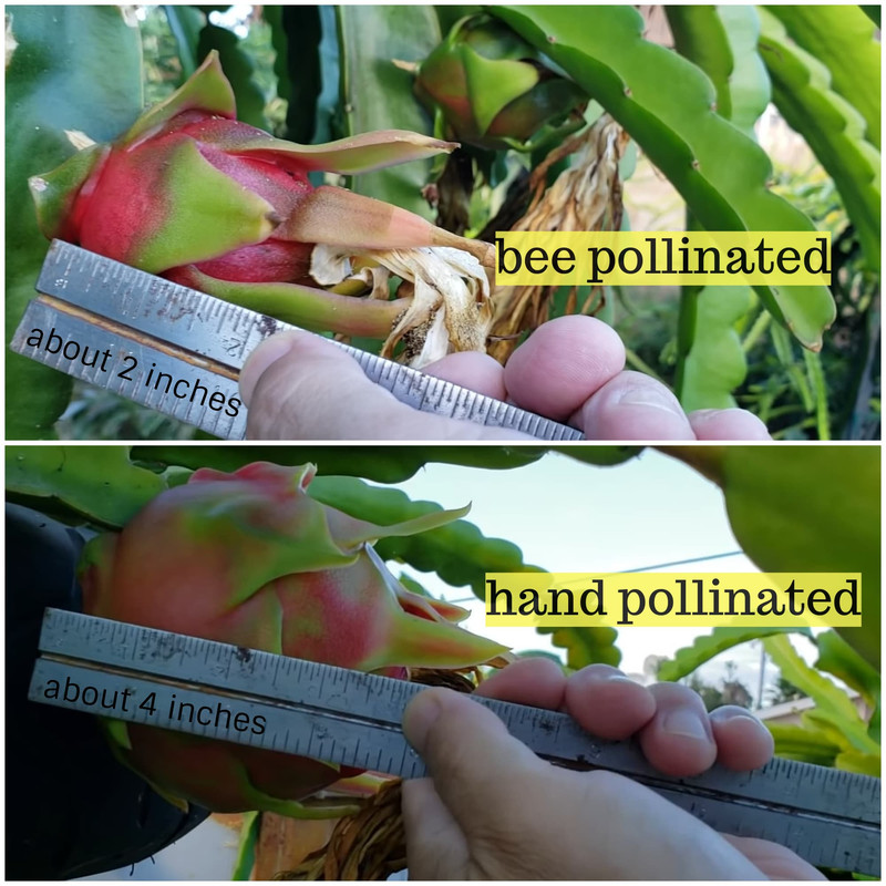 bee-vs-hand-pollinated-dragon-fruit.jpg