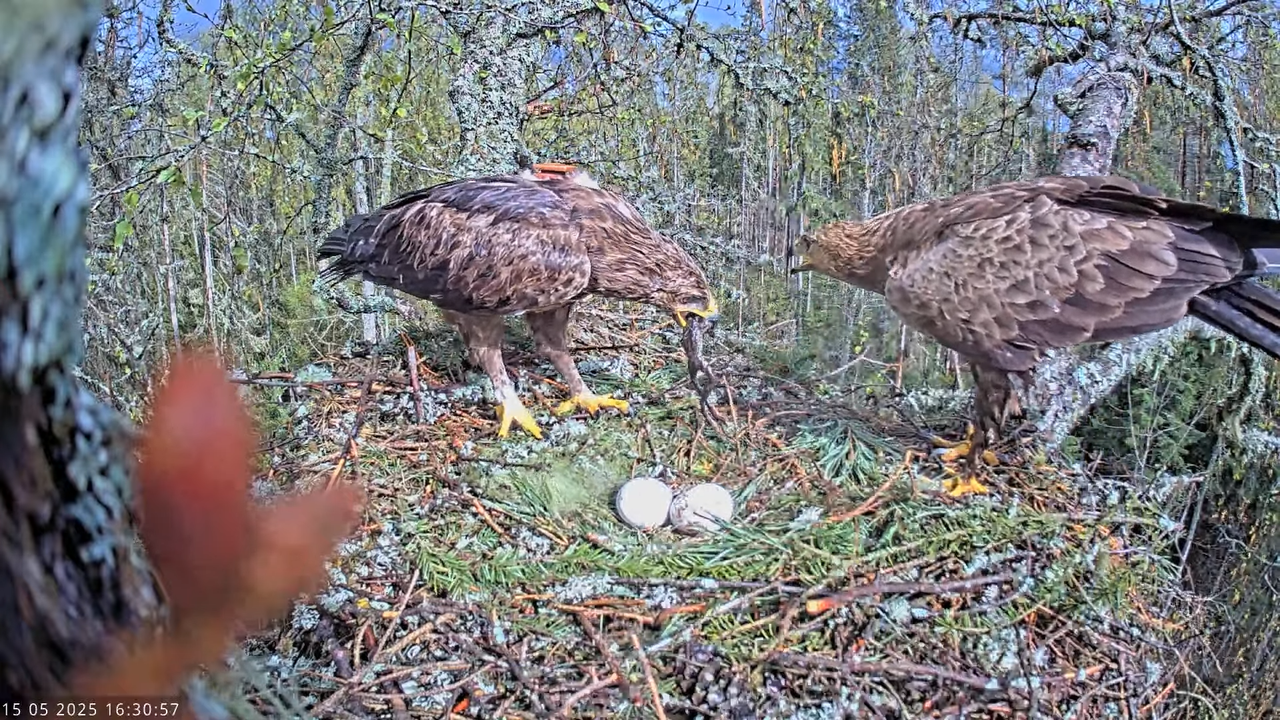 Väike-konnakotkas __ Clanga pomarina __ Lesser Spotted Eagle 15-9-16 screenshot