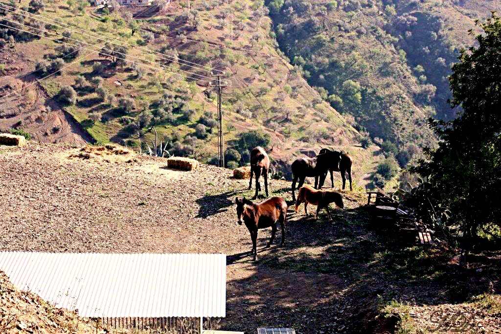 Animals-wild-horses-exercise-yard-HD.jpg