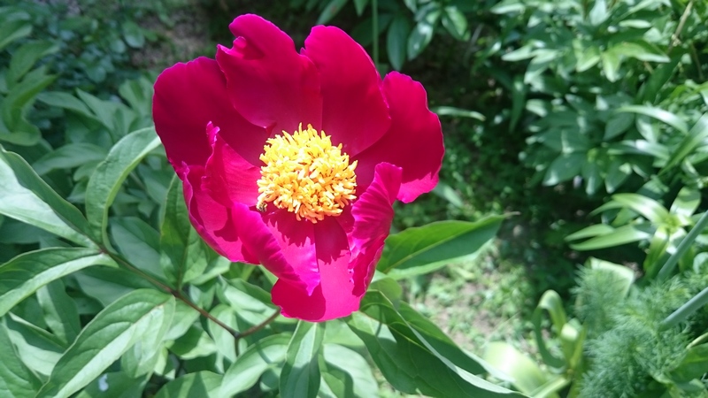 тёмно-красн пион