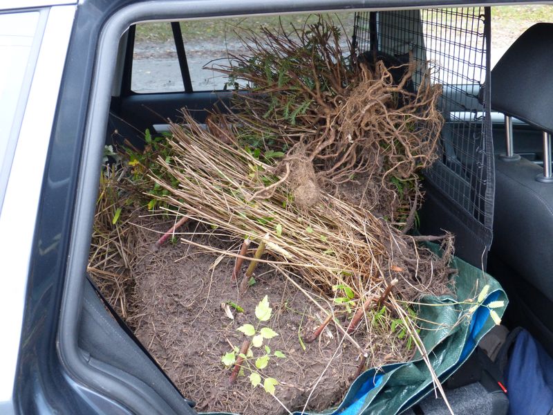 2014-10-30 Kofferraumbegrünung 1