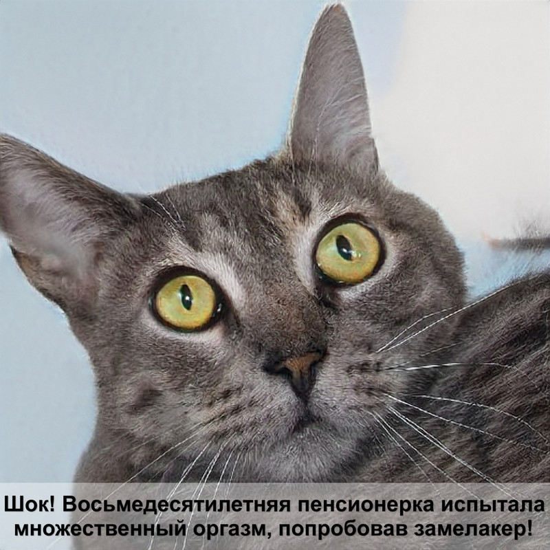 кошка лысеет язык