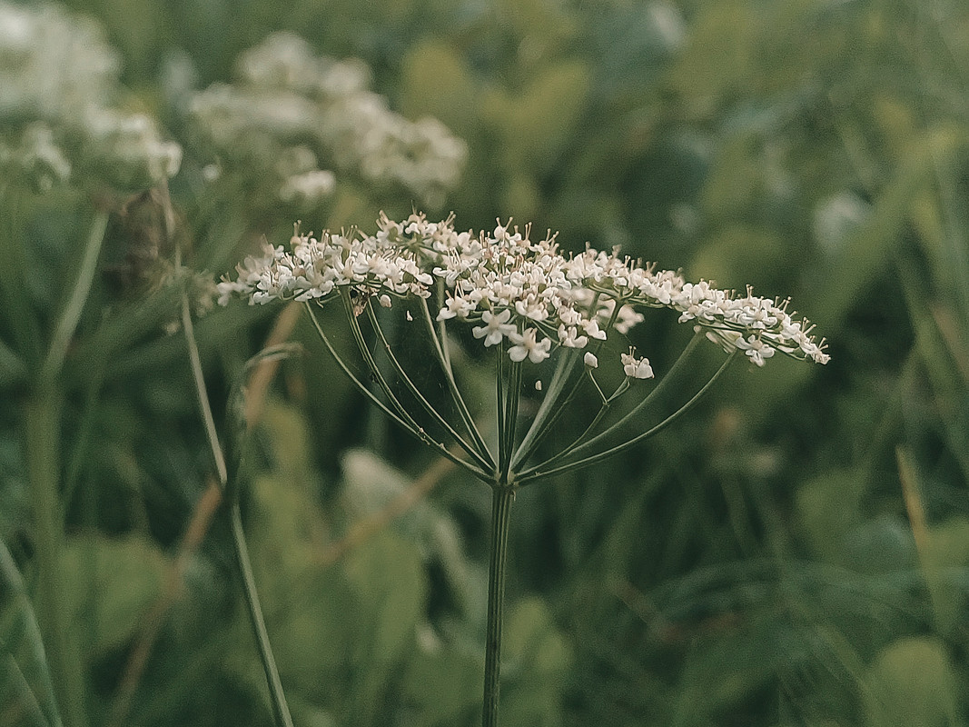 Sirvėtos regioninis parkas