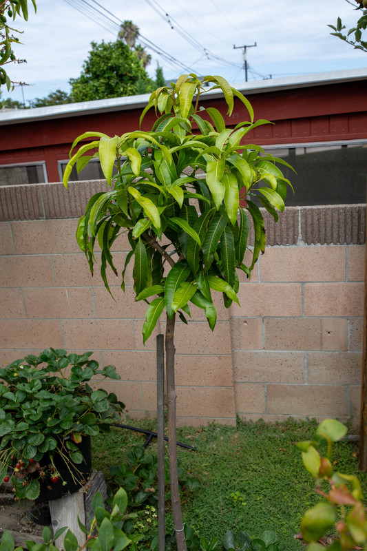 8U1A4943  Dot Mango Tree with New Growth Flush (8-10-2023)
