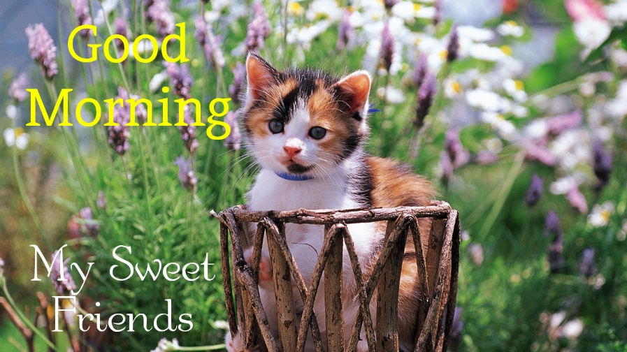 Little-kitten-in-basket-Lovely-Kittens-Wallpaper-1366x768-20200208085914081.jpg