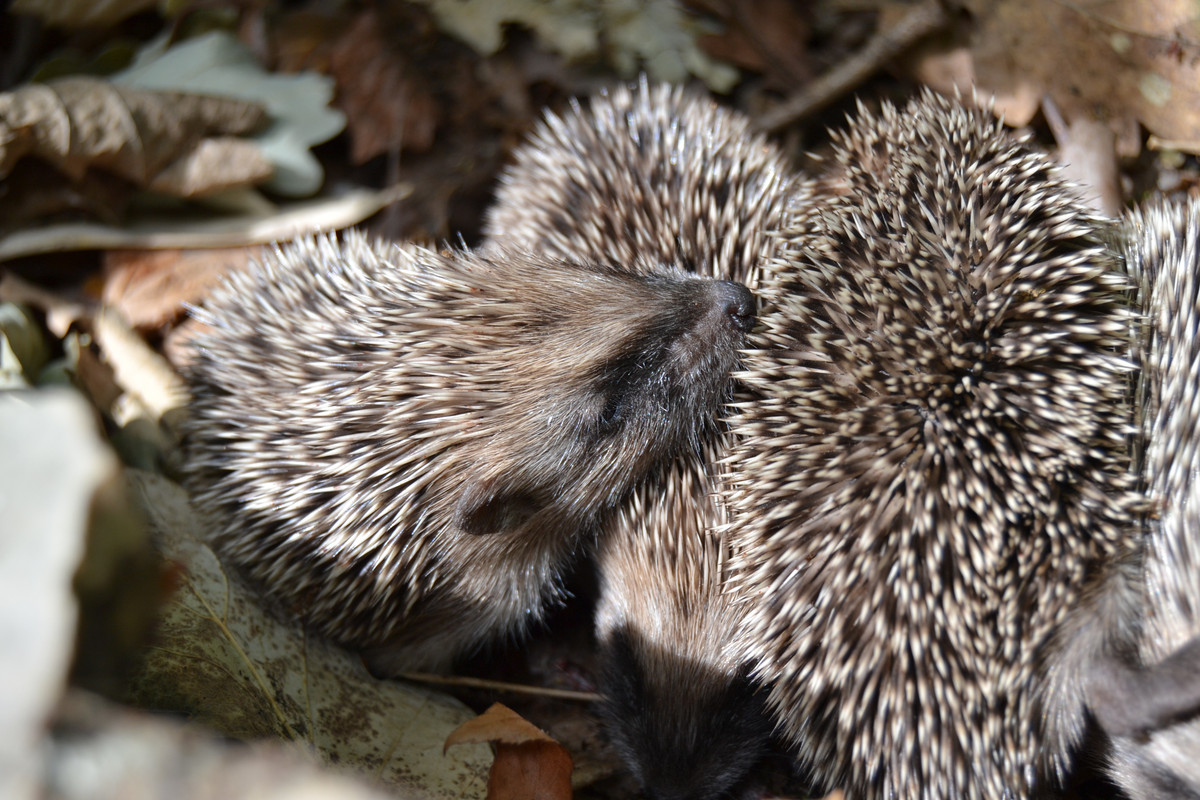 Hérissons 3