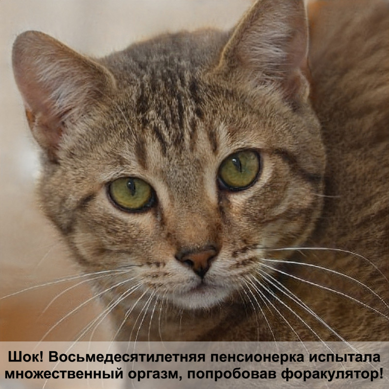 кошки для аллергиков