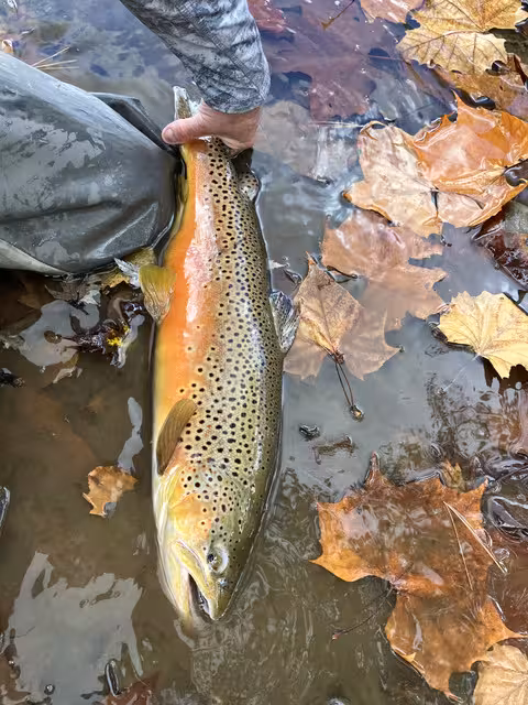 Fall 2024 Big Brown in Spawn colors