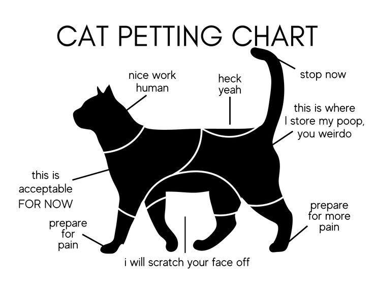 Cat in calm, peaceful state after behavior training