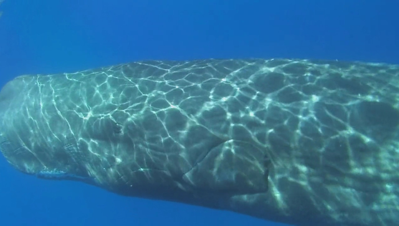 Dolphins and Whales 3D: Tribes of the Ocean Movie Screenshot