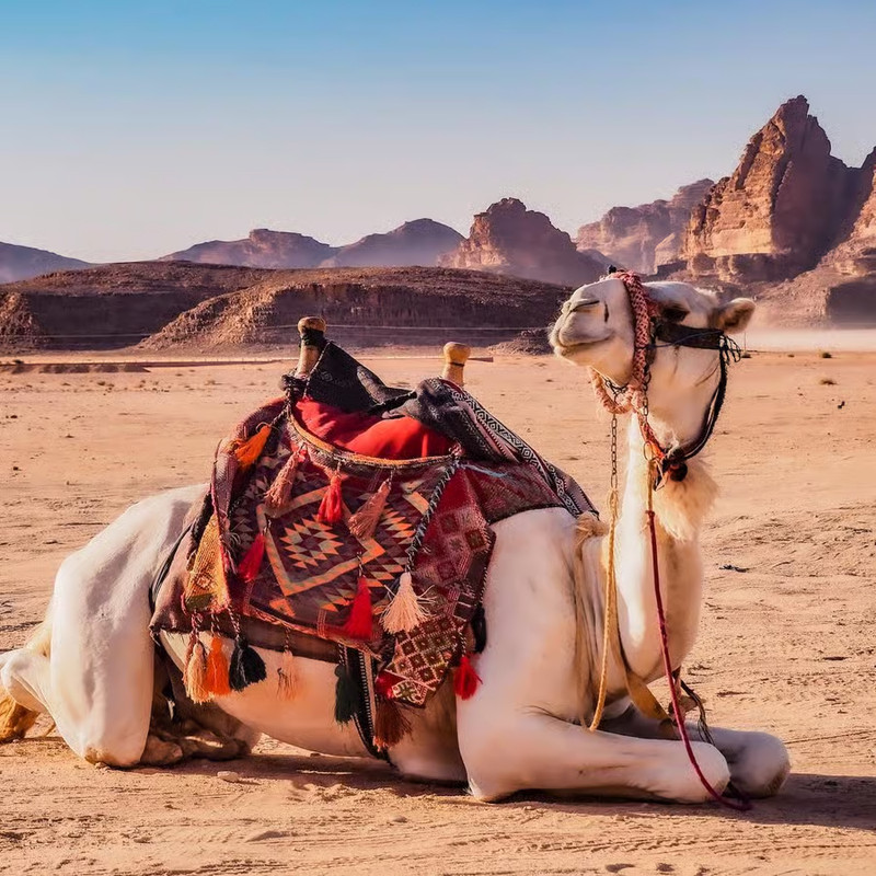 Camel riding experience