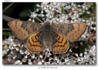 metalmark zela metalmark zela
