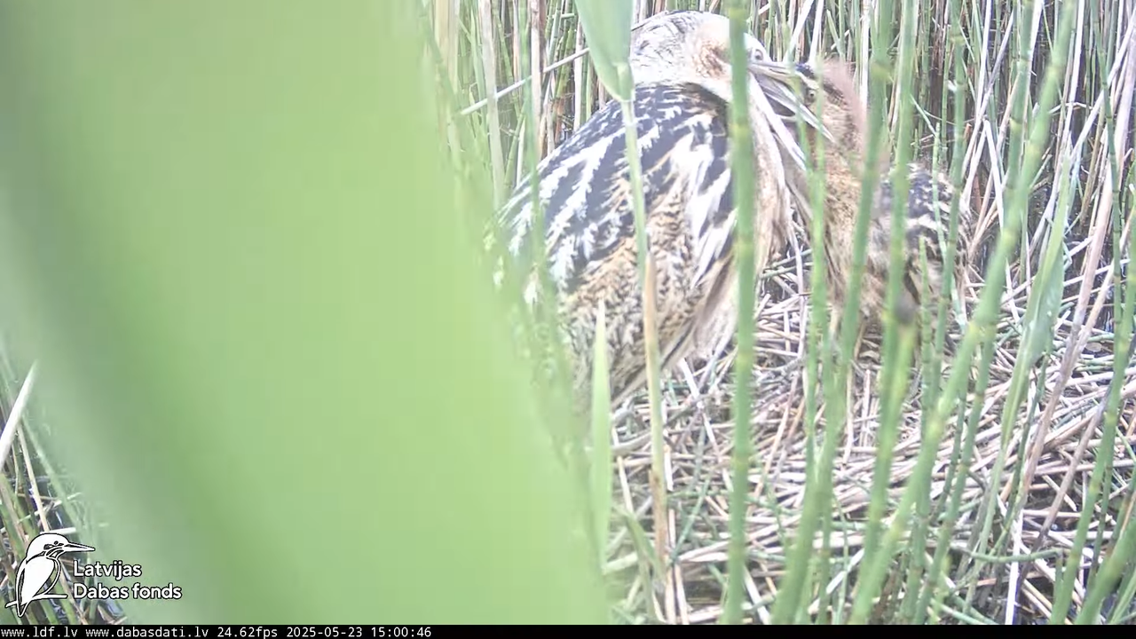 LDF Lielais dumpis (Botaurus stellaris) Zemītes pagastā 17-33-11 screenshot