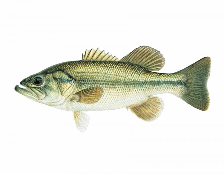 IMAGE(https://i.postimg.cc/wvy6tGDP/Largemouth-Bass-Micropterus-salmoides-3-2017.jpg)