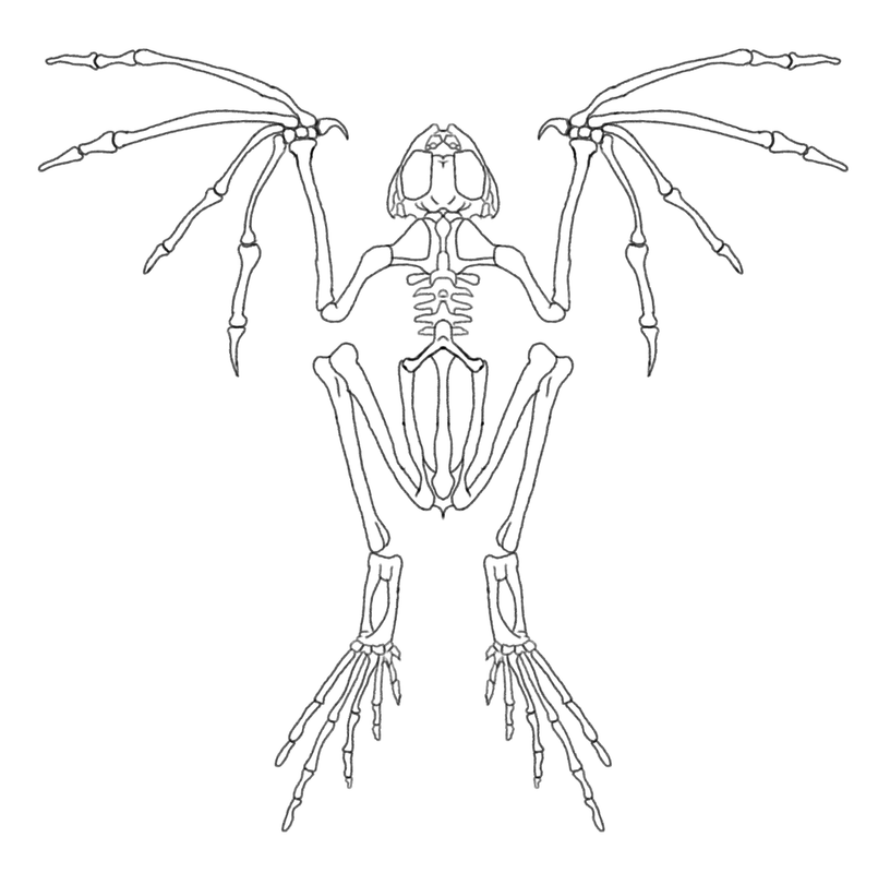 chirogrenouille.png