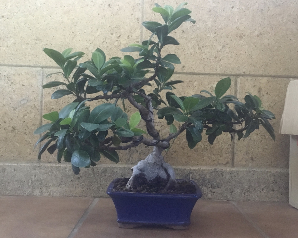  Dos Ficus bonsai  E999-F296-838-C-4550-97-AC-726-C22668-C92