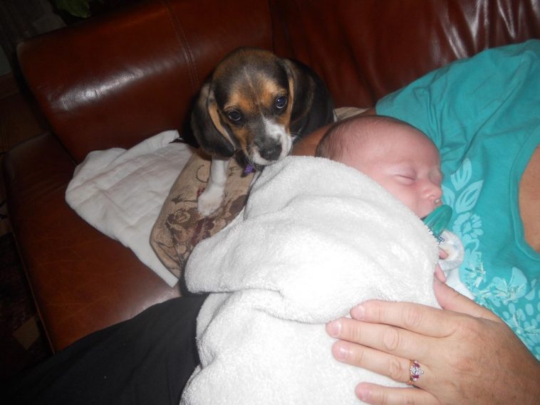 25 собак, которые просто без ума от своих маленьких хозяев