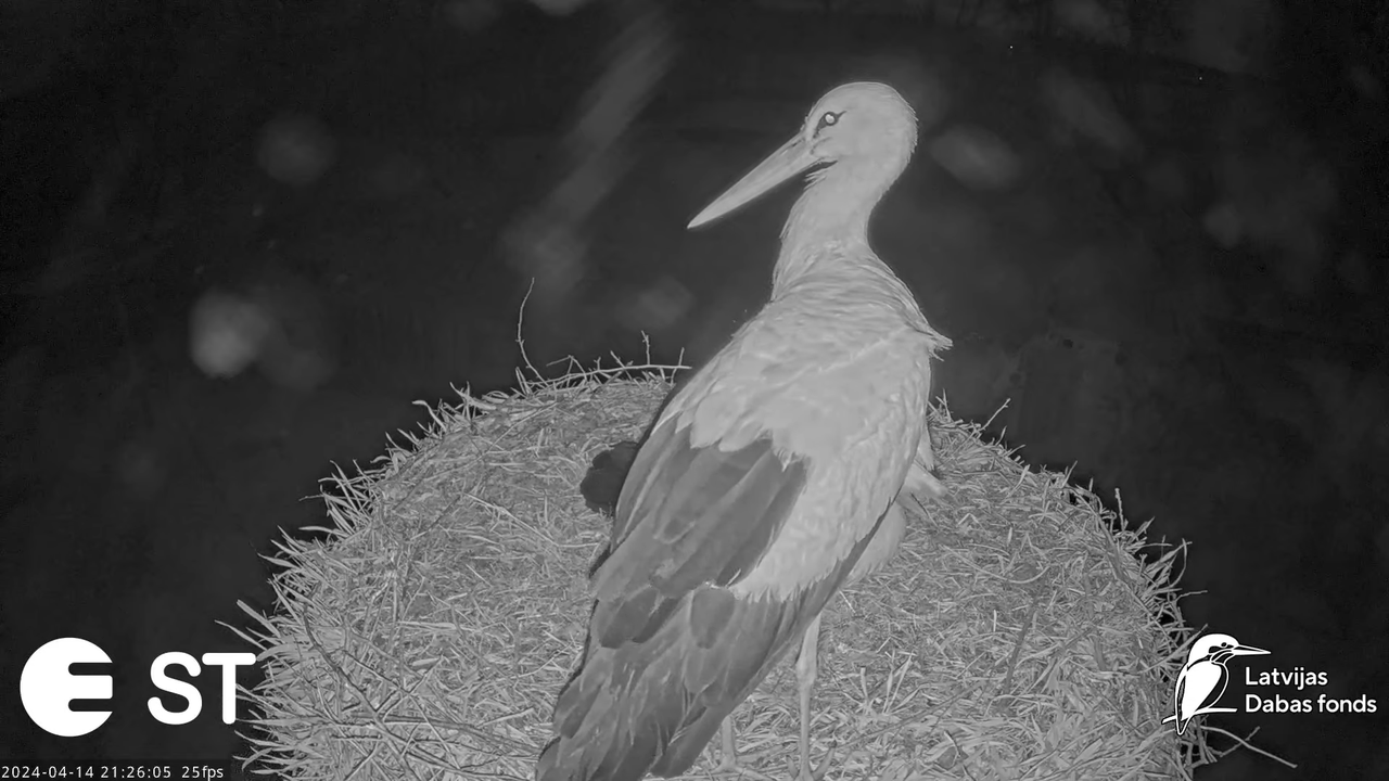Baltie stārķi (Ciconia ciconia) Tukuma novadā - LDF tiešraide __ White storks in Tukums, Latvia 15-1