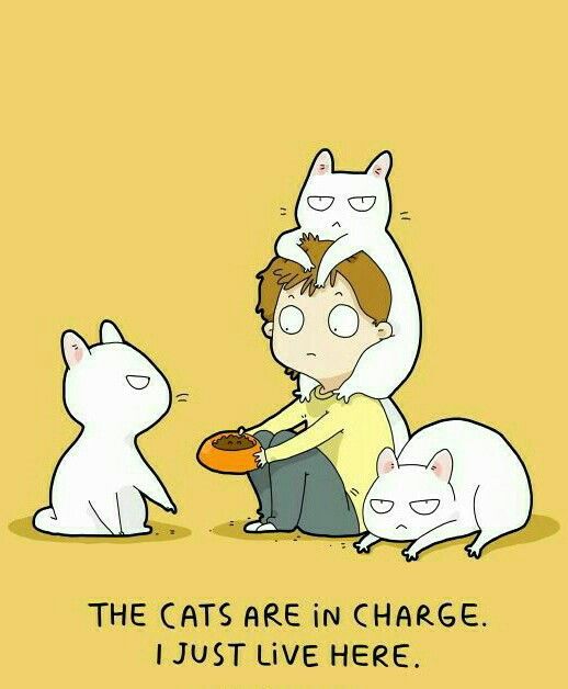 cats-in-charge.jpg