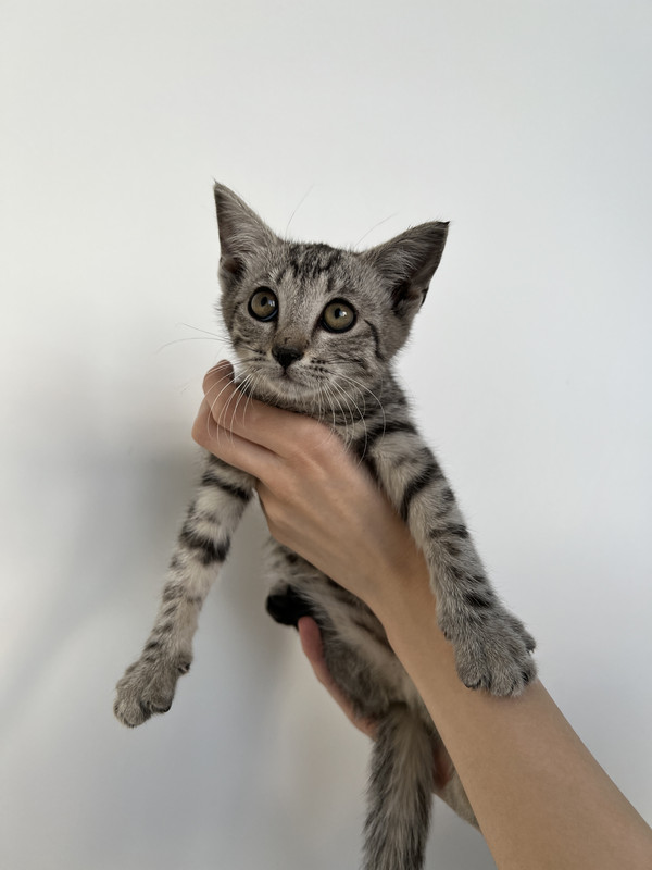 3E3992E8-0C2E-4615-B82F-2A38B00E468D