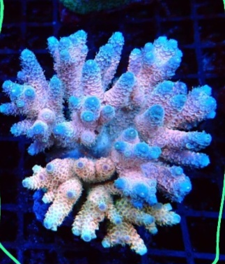 Screenshot 20251031 212250 Whats App