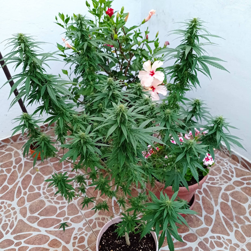 310160515_670824397721980_6764126873884657073_n