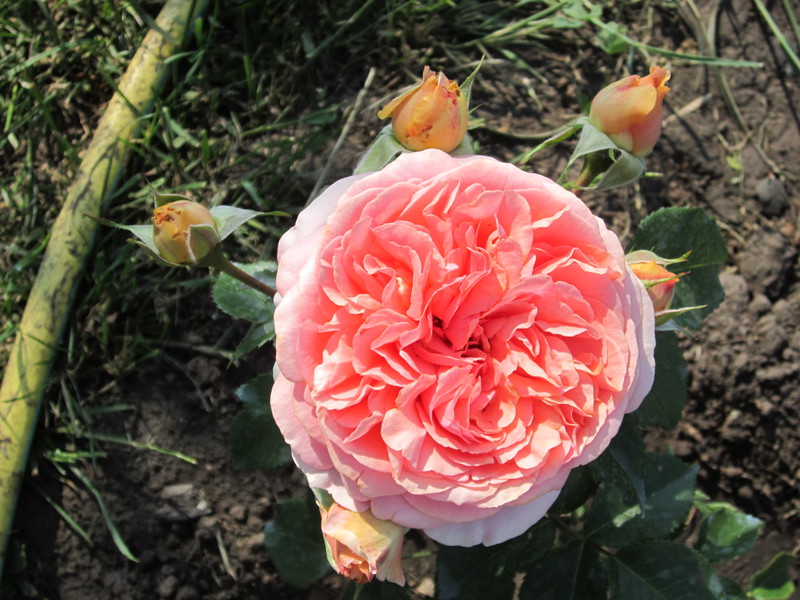 IMG_1702[1]
