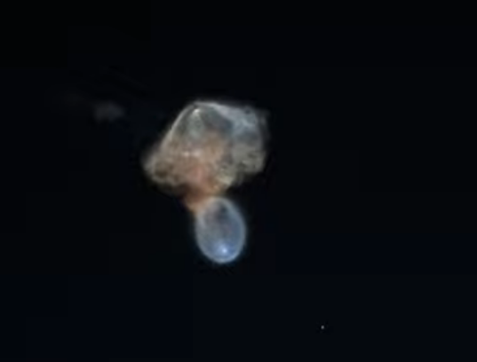 Weltraumquelle beim Falcon 9 CRS-35-Start am 13.10.2026