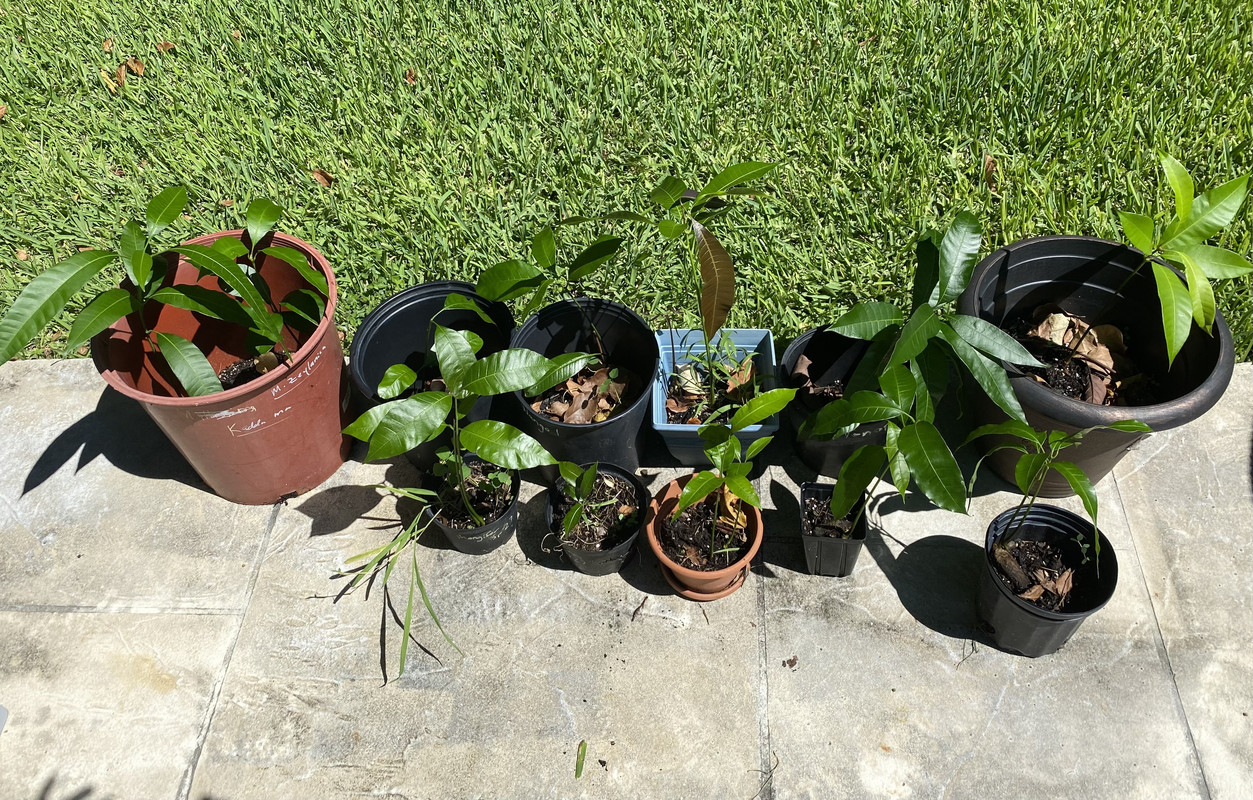 WangoesNwildmangoes
