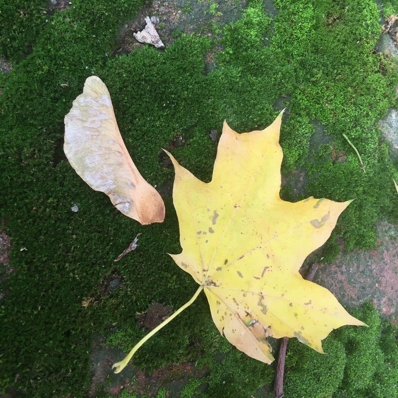 последнее с айфона 037