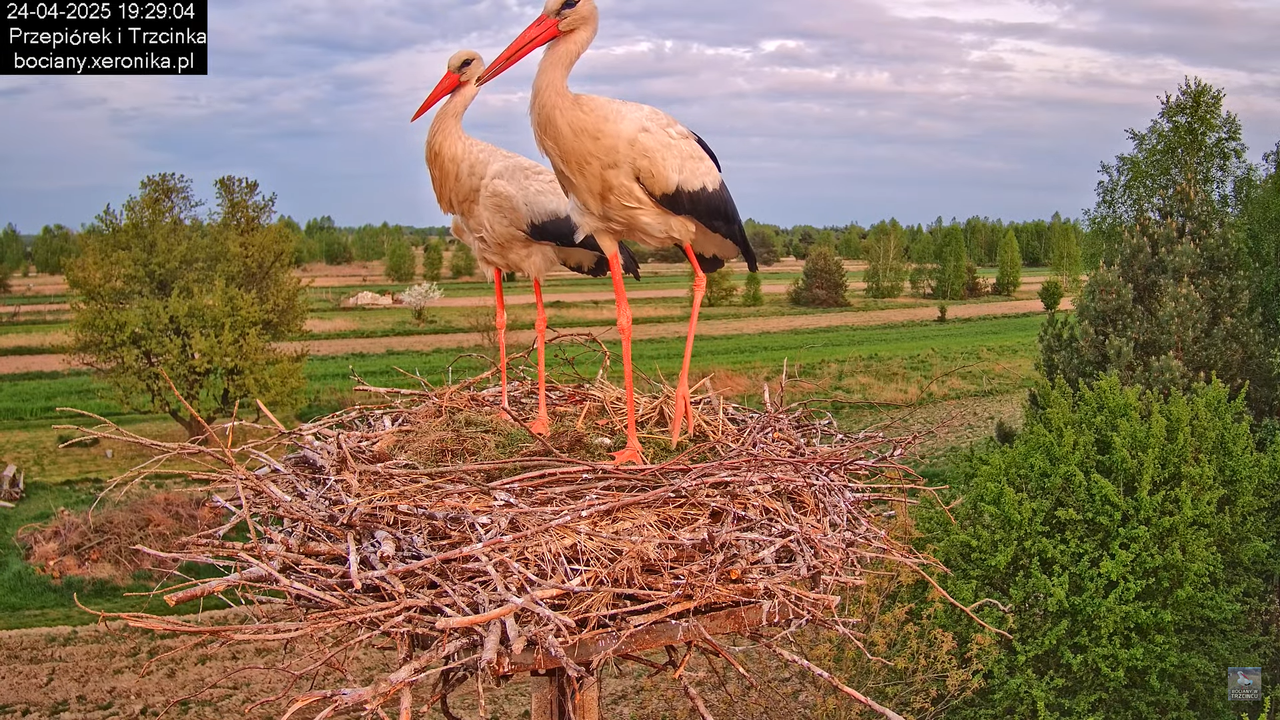 24042025bociany18