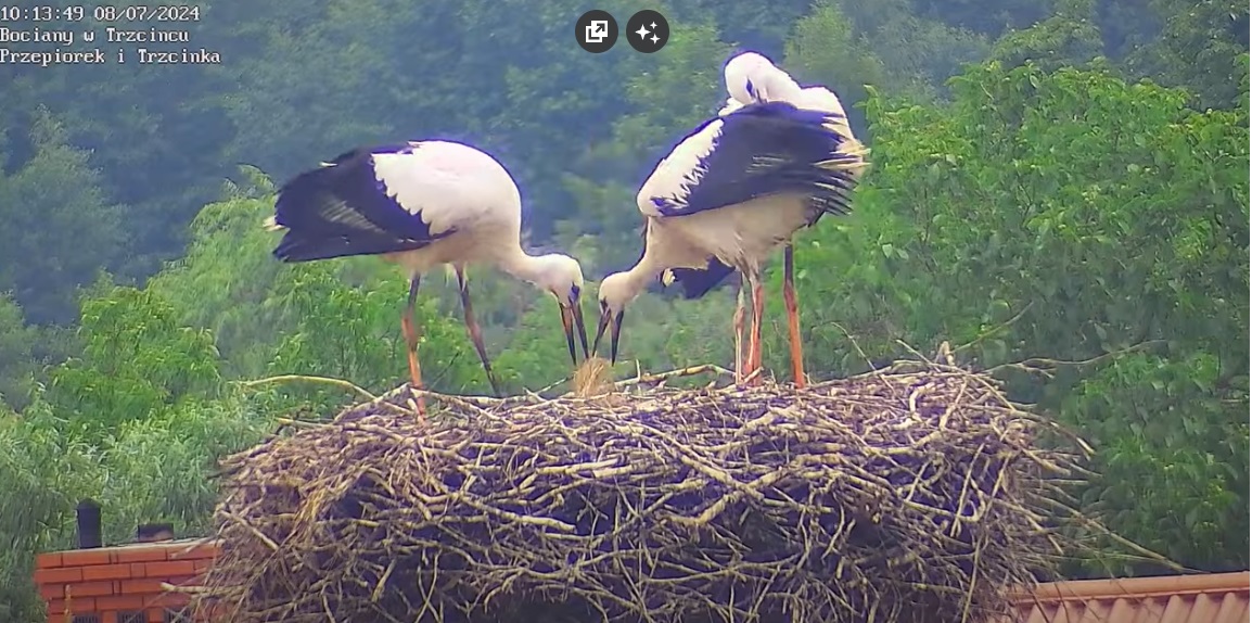 czytosianoczytowlosy