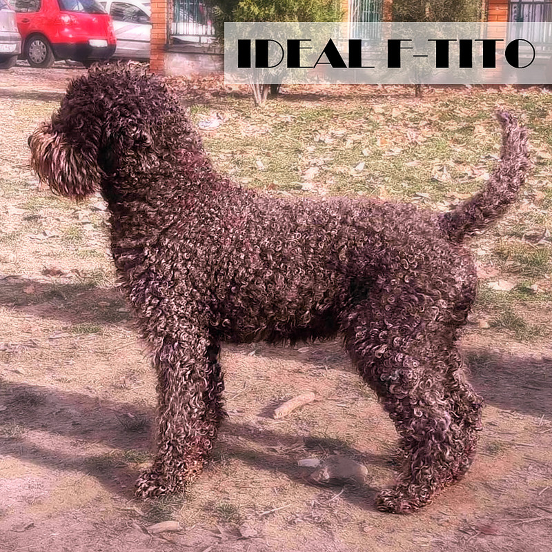 Ideal F-Tito