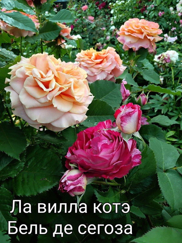 IMG_20250304_110548