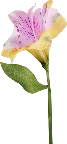 KBK_InTheSpring (134)