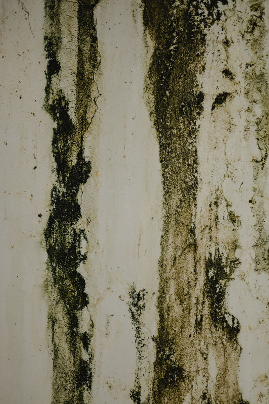 Health symptoms associated with black mold exposure