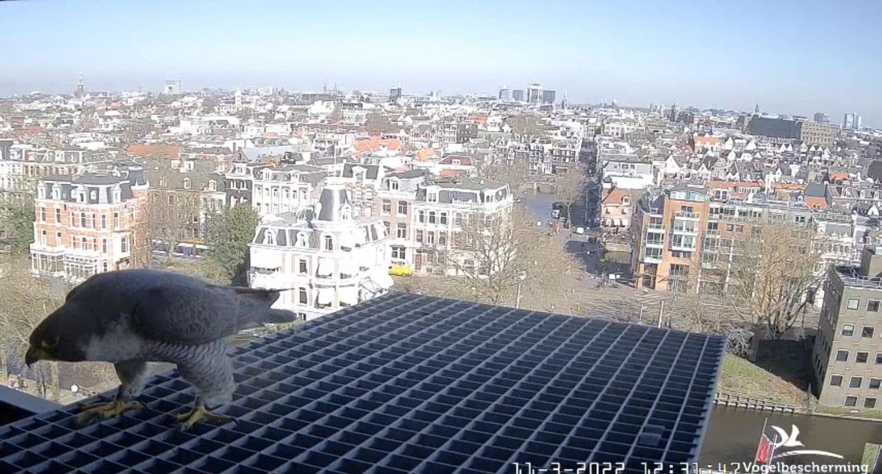 amsterdam - Amsterdam/Rijksmuseum screenshots © Beleef de Lente/Vogelbescherming Nederland Video-2022-03-11-123552-Moment-2