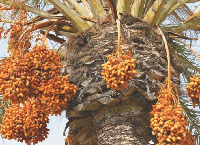 Плоды пальмы ползучей как источник витаминов и минералов