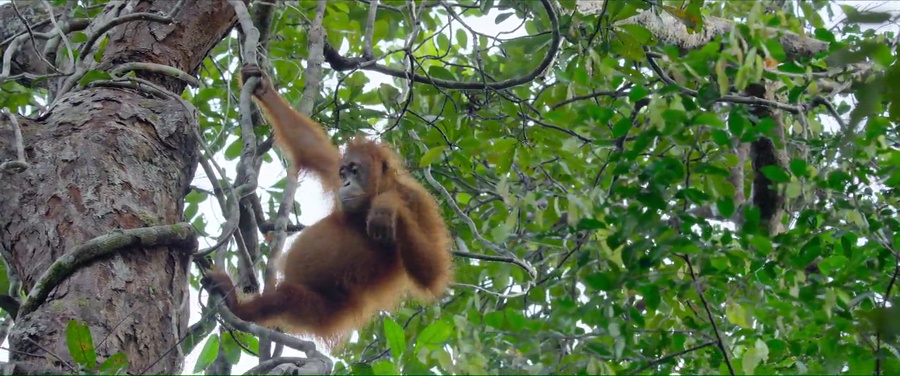 Secret Lives of Orangutans 2024 WebRip [Hindi + English] 480p, 720p ESub Screenshot