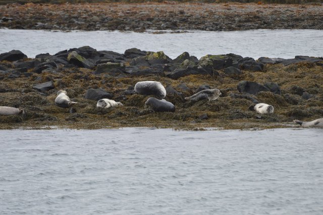 DIA 8: DE LA PENINSULA DE SNAEFELLSNES A HVITSERKUR - Islandia en tiempos de Covid. Y con Camper! (9)