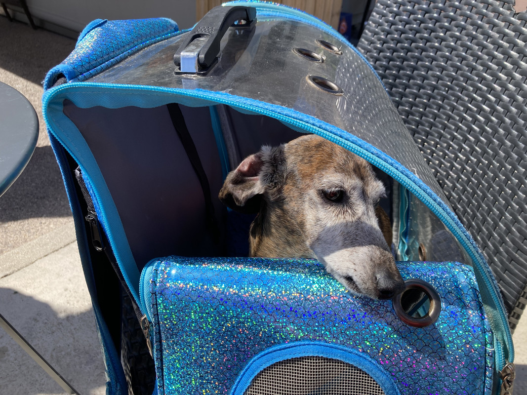 [Image: 0-EE34-F2-C-118-F-4460-B0-BC-107-CC517-AC9-F.jpg]