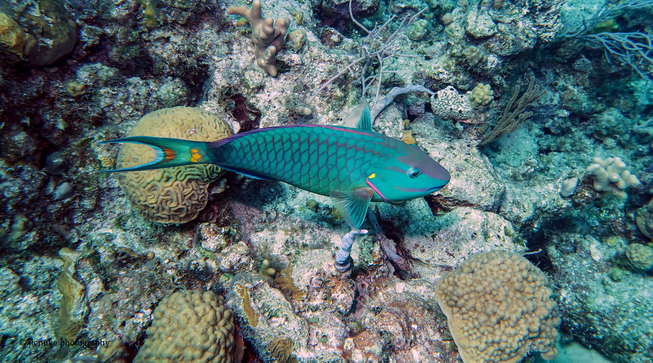 Stoplight Parrotfish Bahamas 11-2020