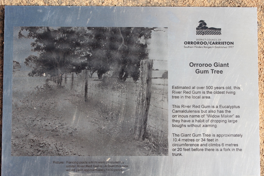 2021 Boys Googs Tk & Off-Track Desert Trip (176)