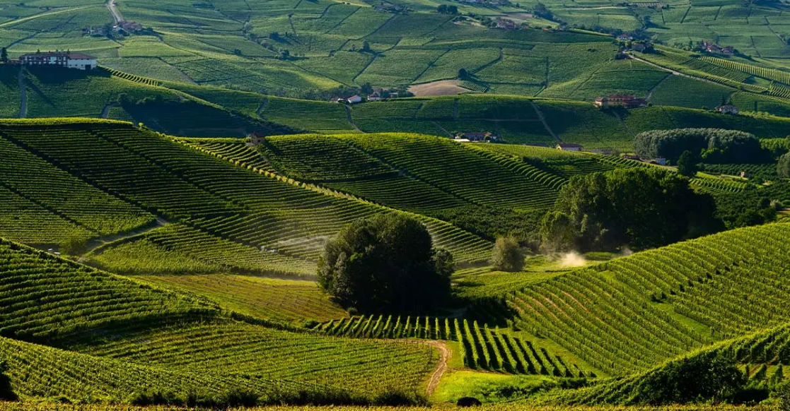 View of the Langhe hills and Barolo vineyards