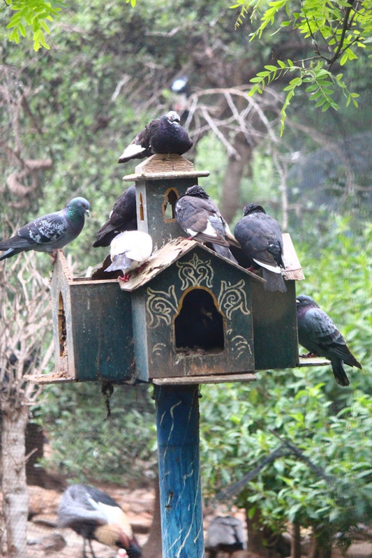 birdremoval.jpg