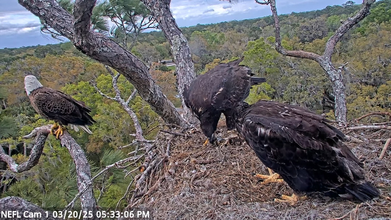NEFL Cam 1 — tiešraidē Bald Eagle Cam 3-33-24 screenshot