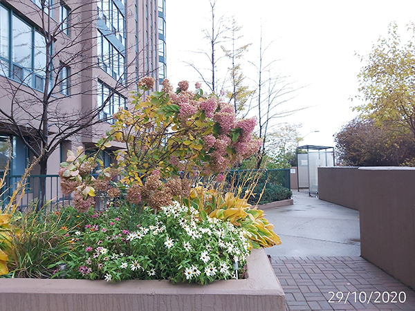 [Image: IMG-20201029-173819.jpg]